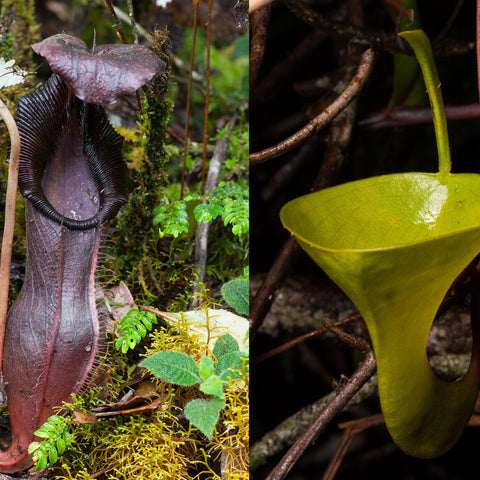 Nepenthes izumiae x inermis shown as a two panel shot with a tall dark purple pitcher on the left and a lime green pitcher on the right