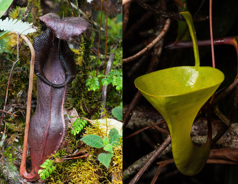 Nepenthes izumiae x inermis