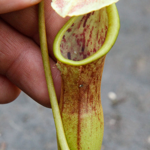 Close-up of Nepenthes izumiae x truncata x campanulata pitcher showing a yellow green tube and speckled lid