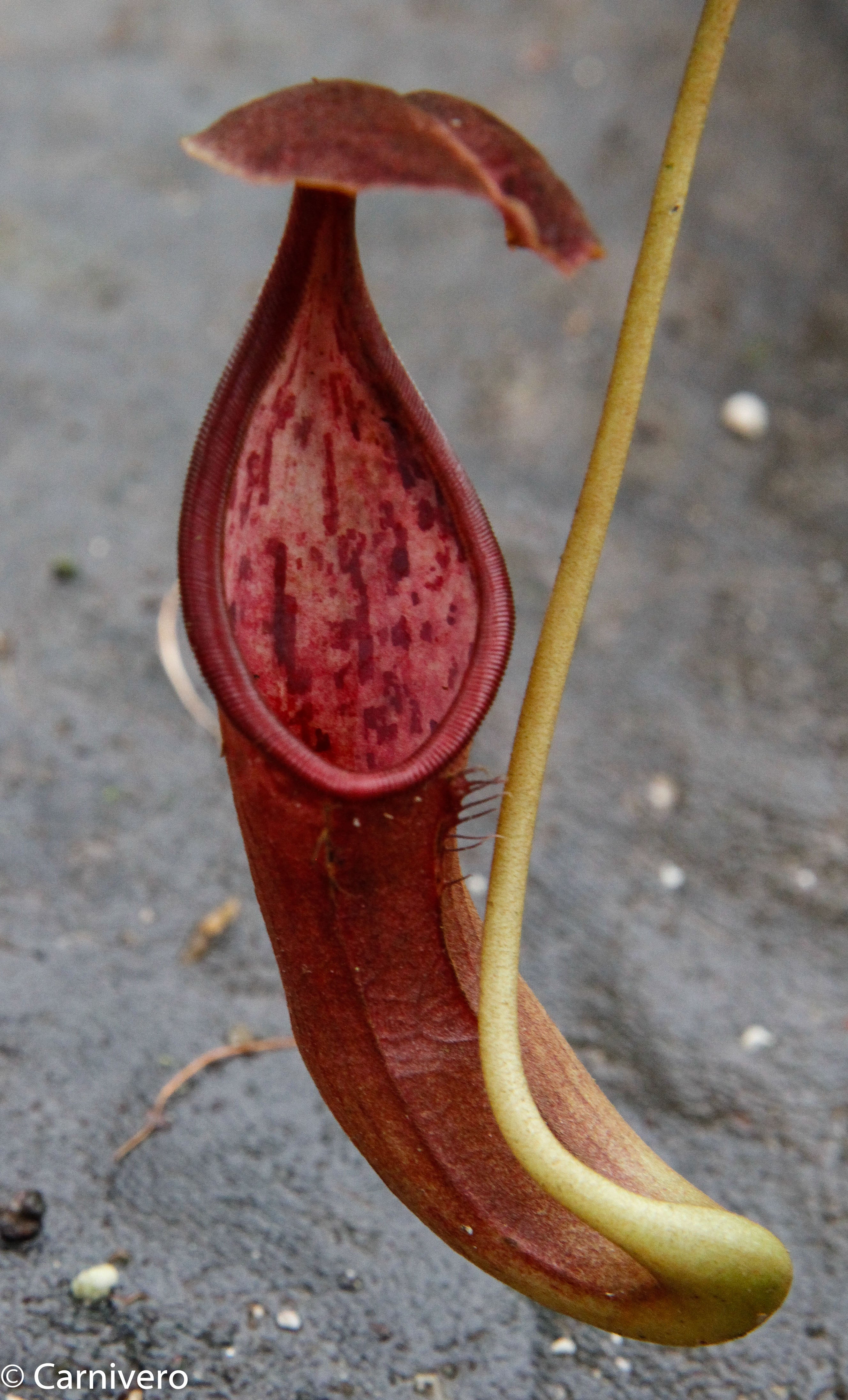 ベンチュラ Nepenthes izumiae x (truncata x campanulata) – Carnivero