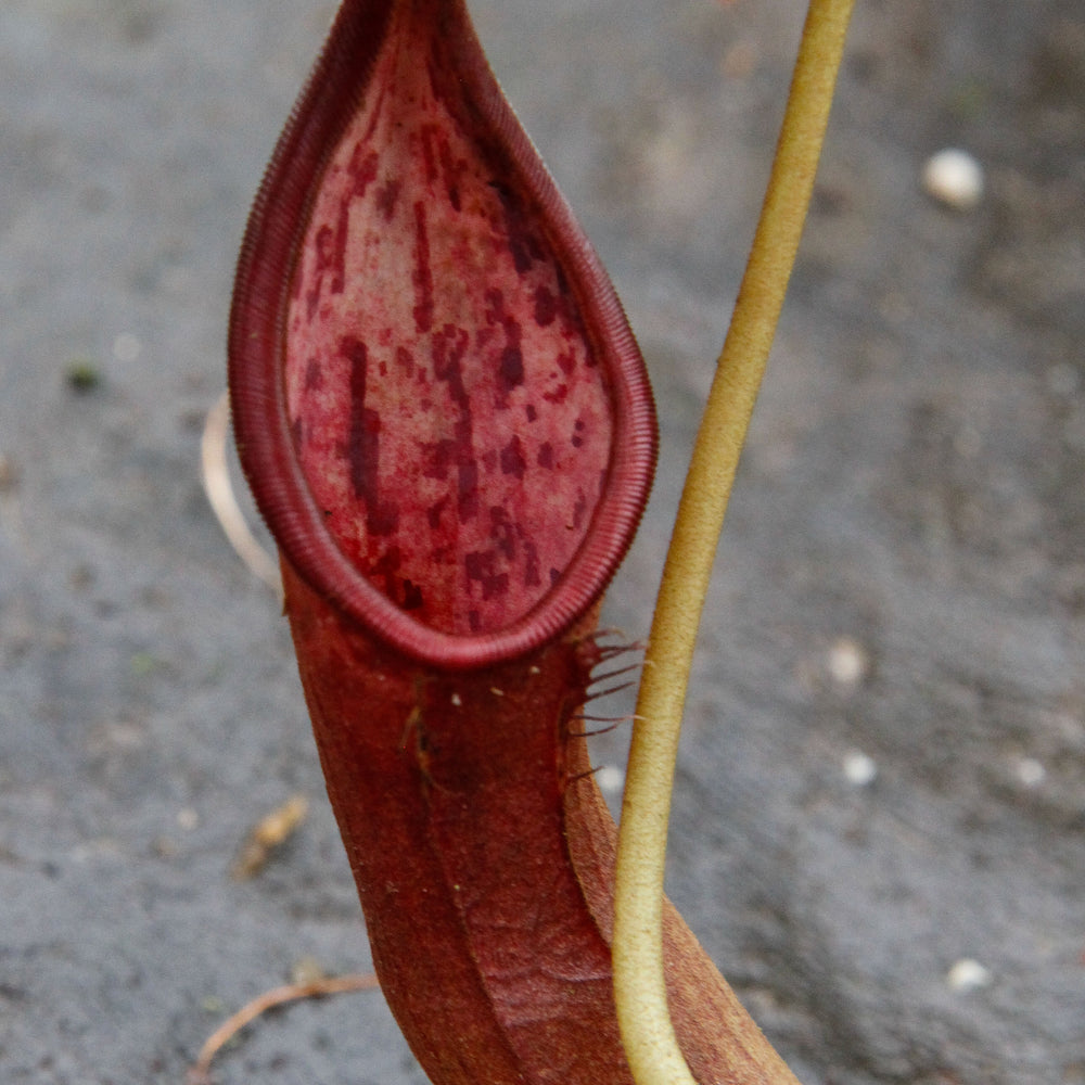 Nepenthes izumiae x (truncata x campanulata)
