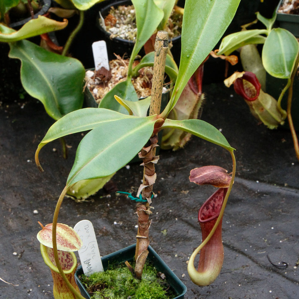 
                      
                        Nepenthes izumiae x (truncata x campanulata)
                      
                    