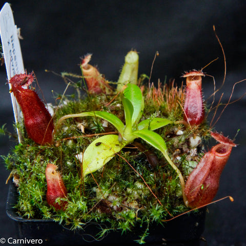 Nepenthes izumiae x edwardsiana with multiple red pitchers emerging from a mossy pot beside a plant label