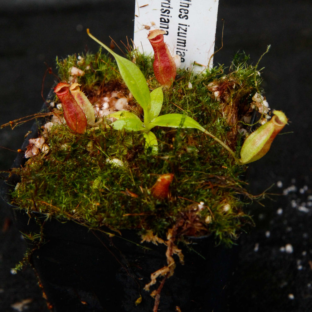 
                      
                        Nepenthes izumiae x edwardsiana
                      
                    