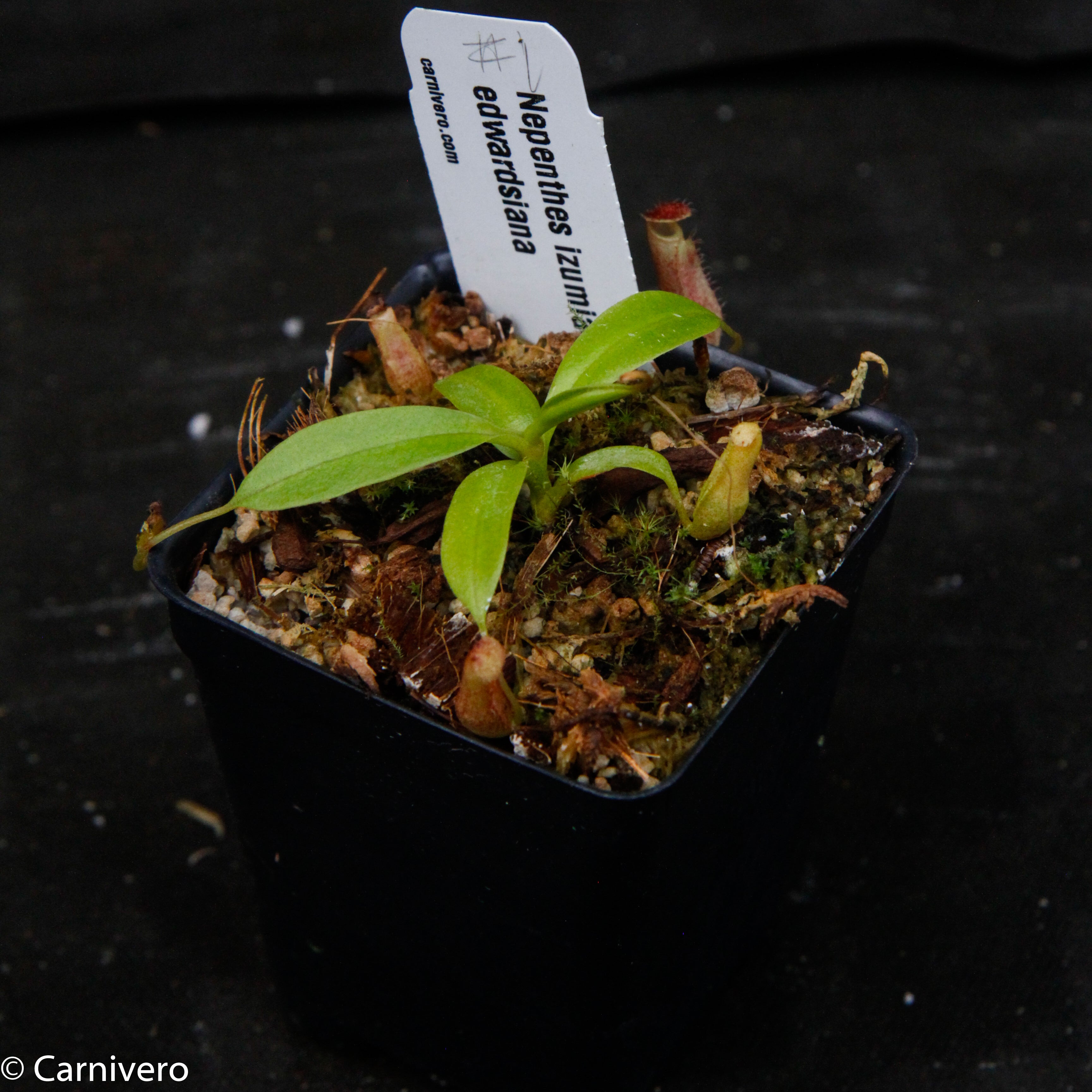 Nepenthes izumiae x edwardsiana – Carnivero