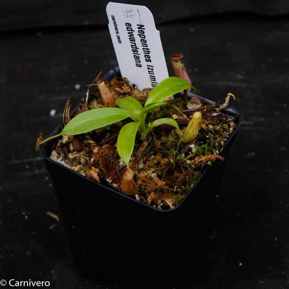 
                      
                        Nepenthes izumiae x edwardsiana
                      
                    