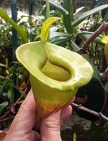 Nepenthes jacquelineae