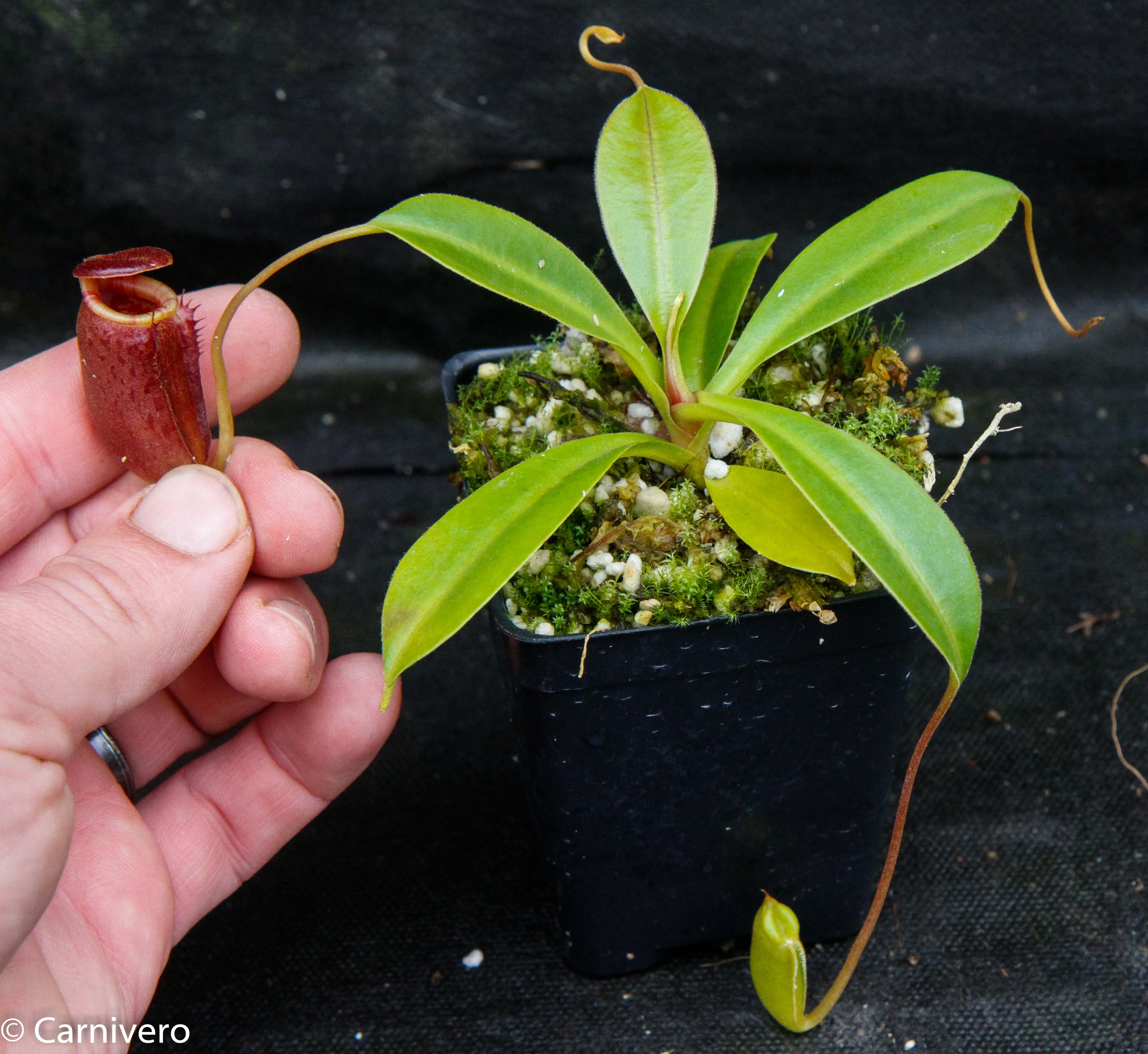Nepenthes jacquelineae x lowii – Carnivero