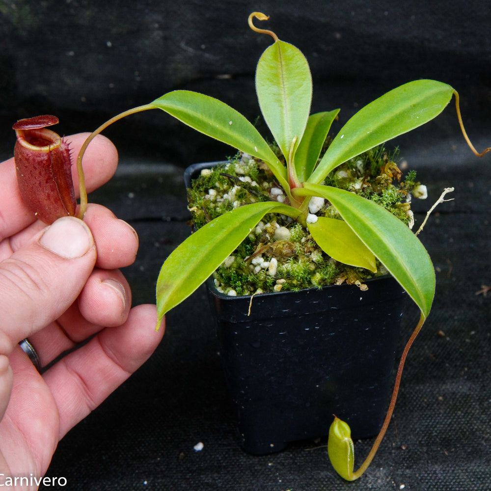 
                      
                        Nepenthes jacquelineae x lowii
                      
                    