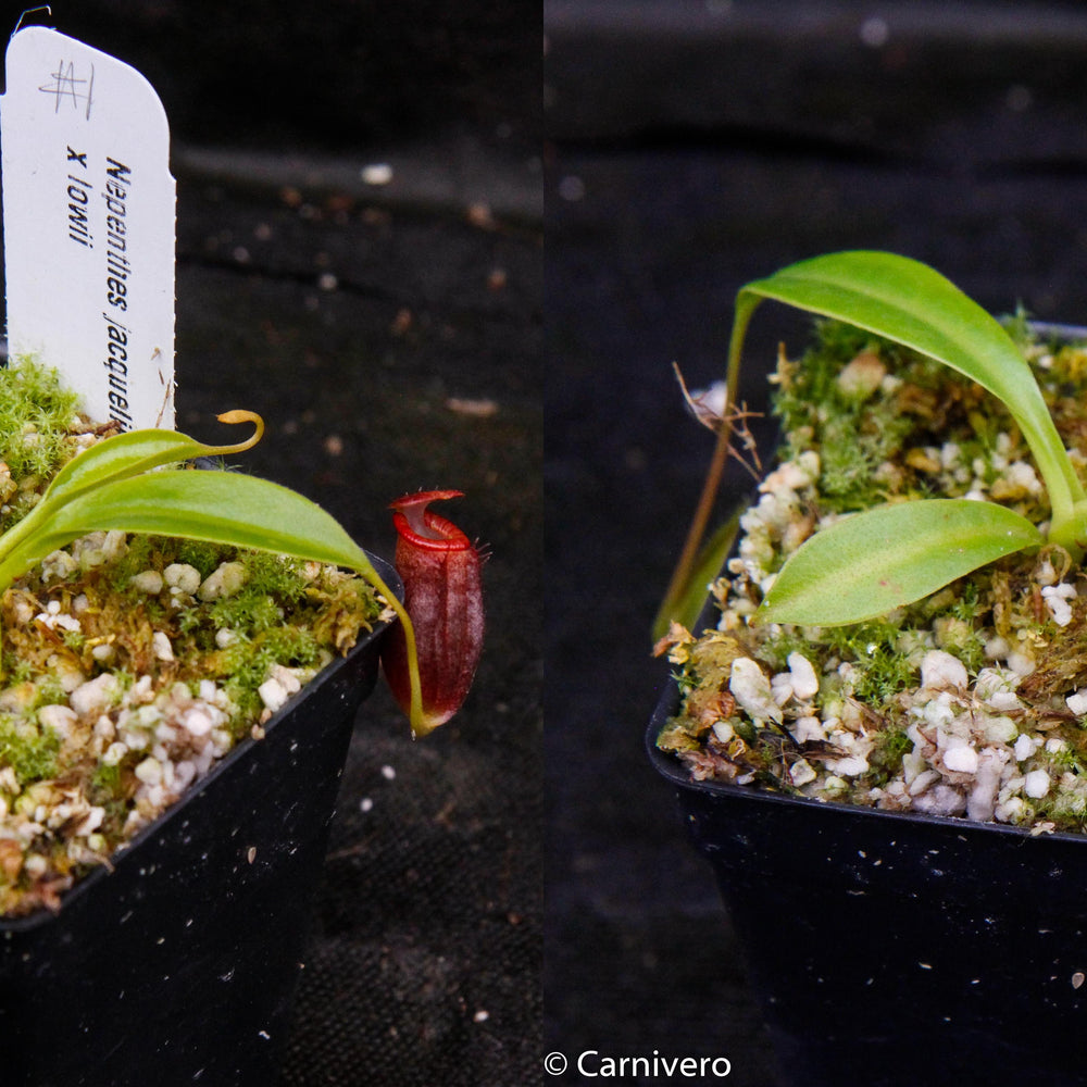 
                      
                        Nepenthes jacquelineae x lowii
                      
                    