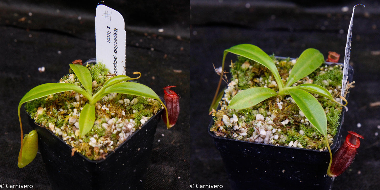 Nepenthes jacquelineae x lowii