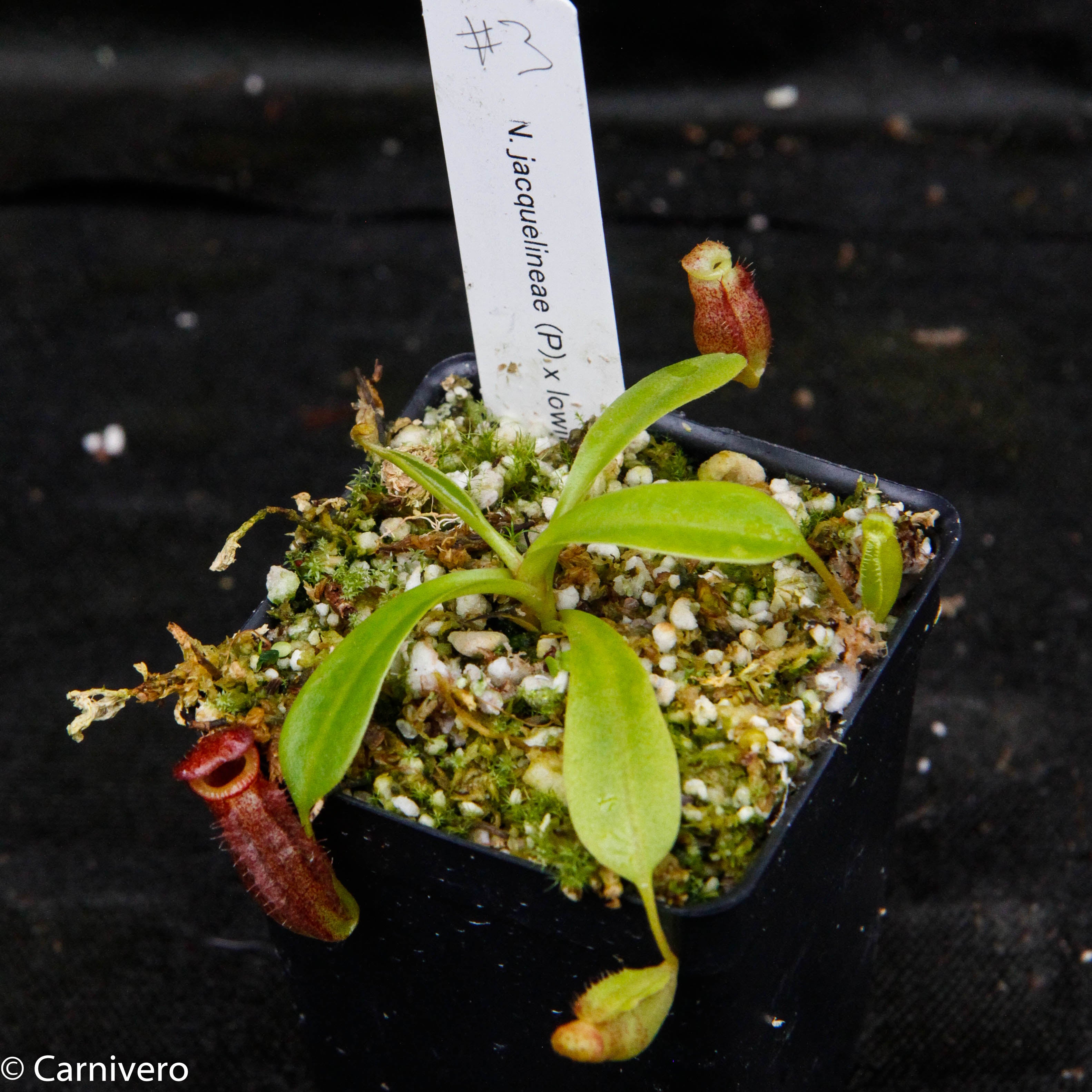 Nepenthes jacquelineae x lowii – Carnivero