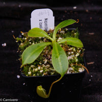 Nepenthes jacquelineae x lowii
