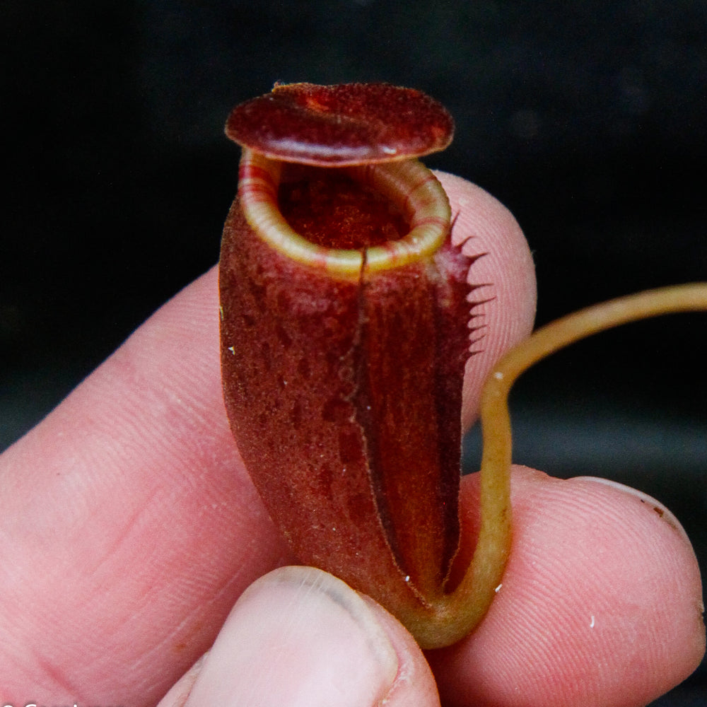 
                      
                        Nepenthes jacquelineae x lowii
                      
                    