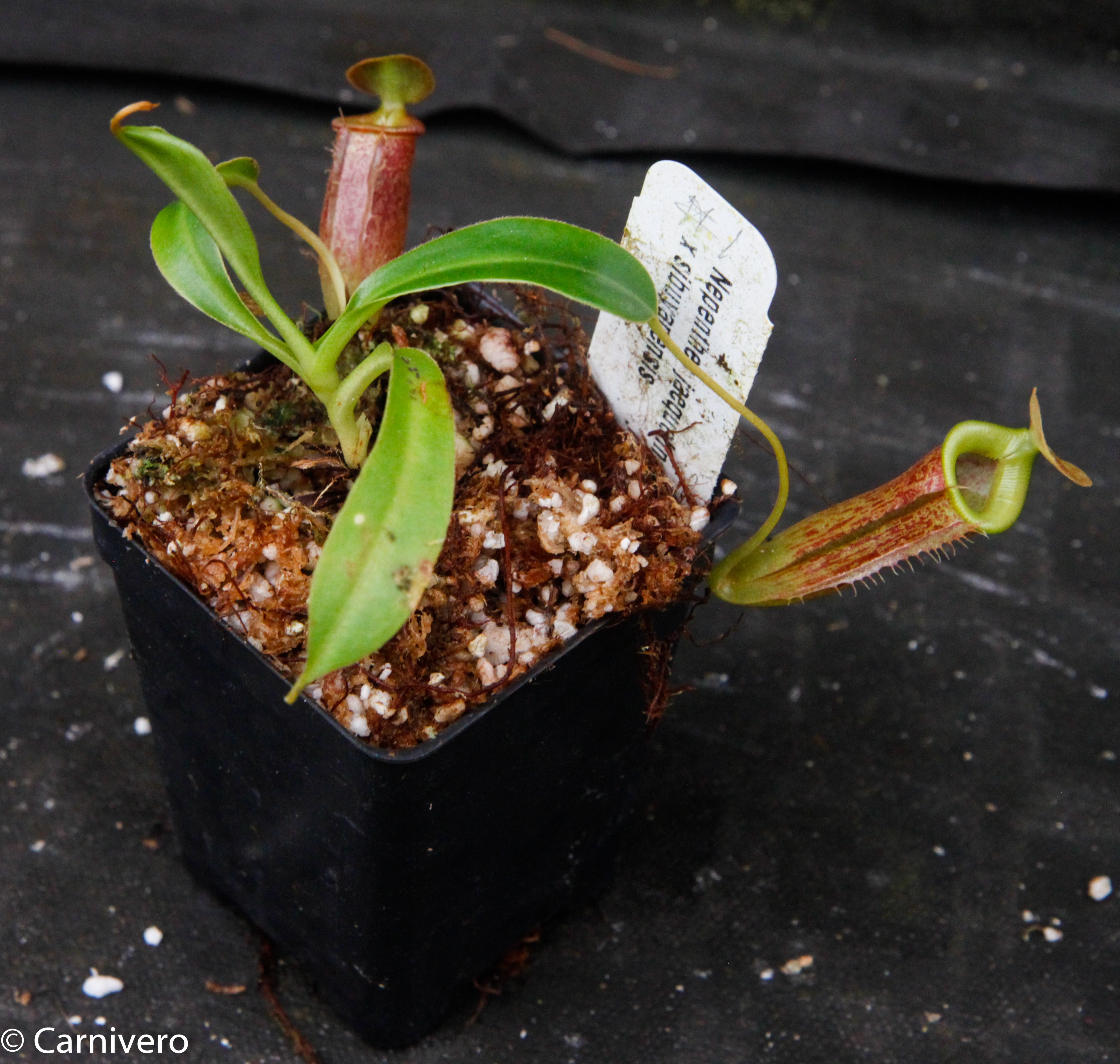 Nepenthes jacquelineae x sibuyanensis – Carnivero