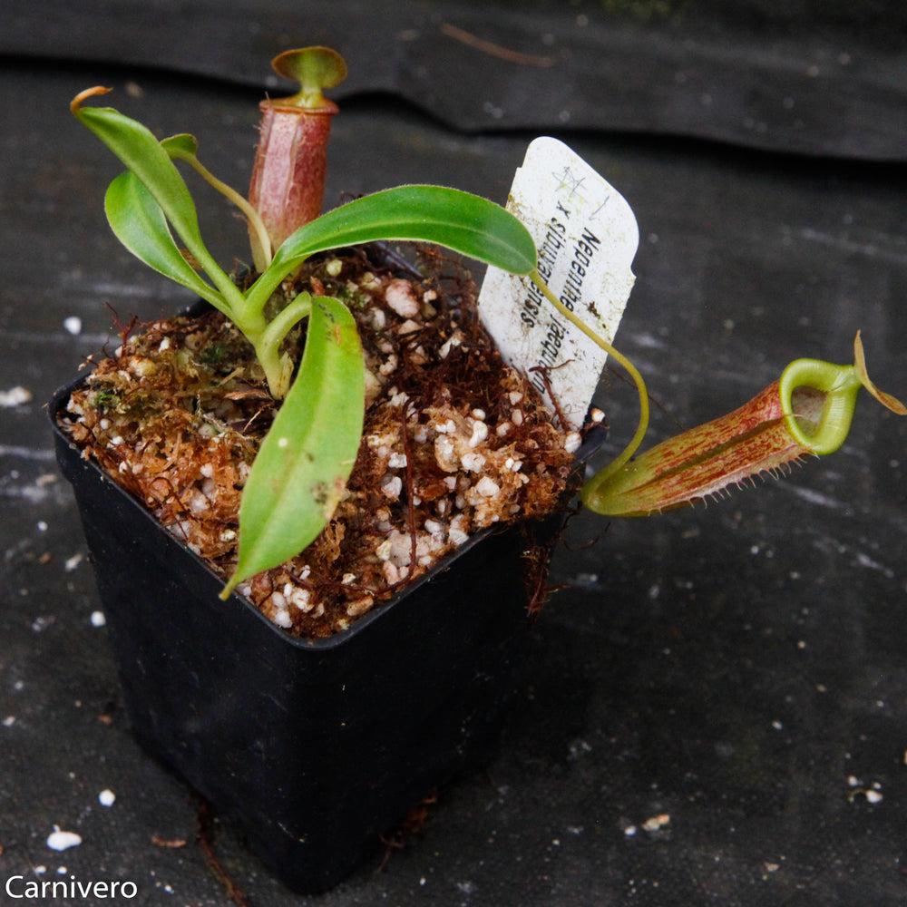 
                      
                        Nepenthes jacquelineae x sibuyanensis
                      
                    