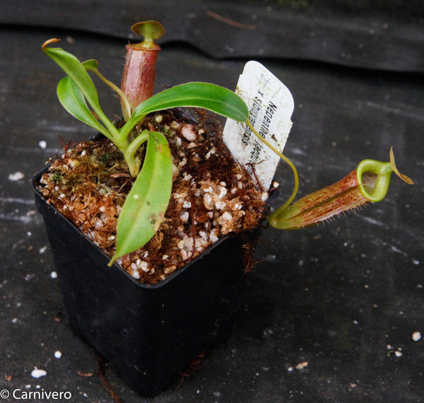 Nepenthes jacquelineae x sibuyanensis