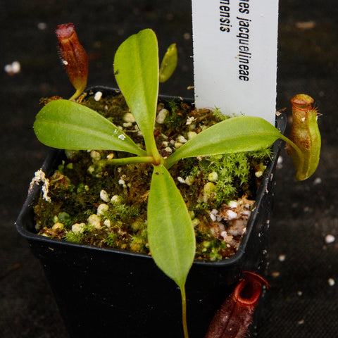 Nepenthes jacquelineae x sibuyanensis plant in a mossy pot with long green leaves and a hanging brown pitcher