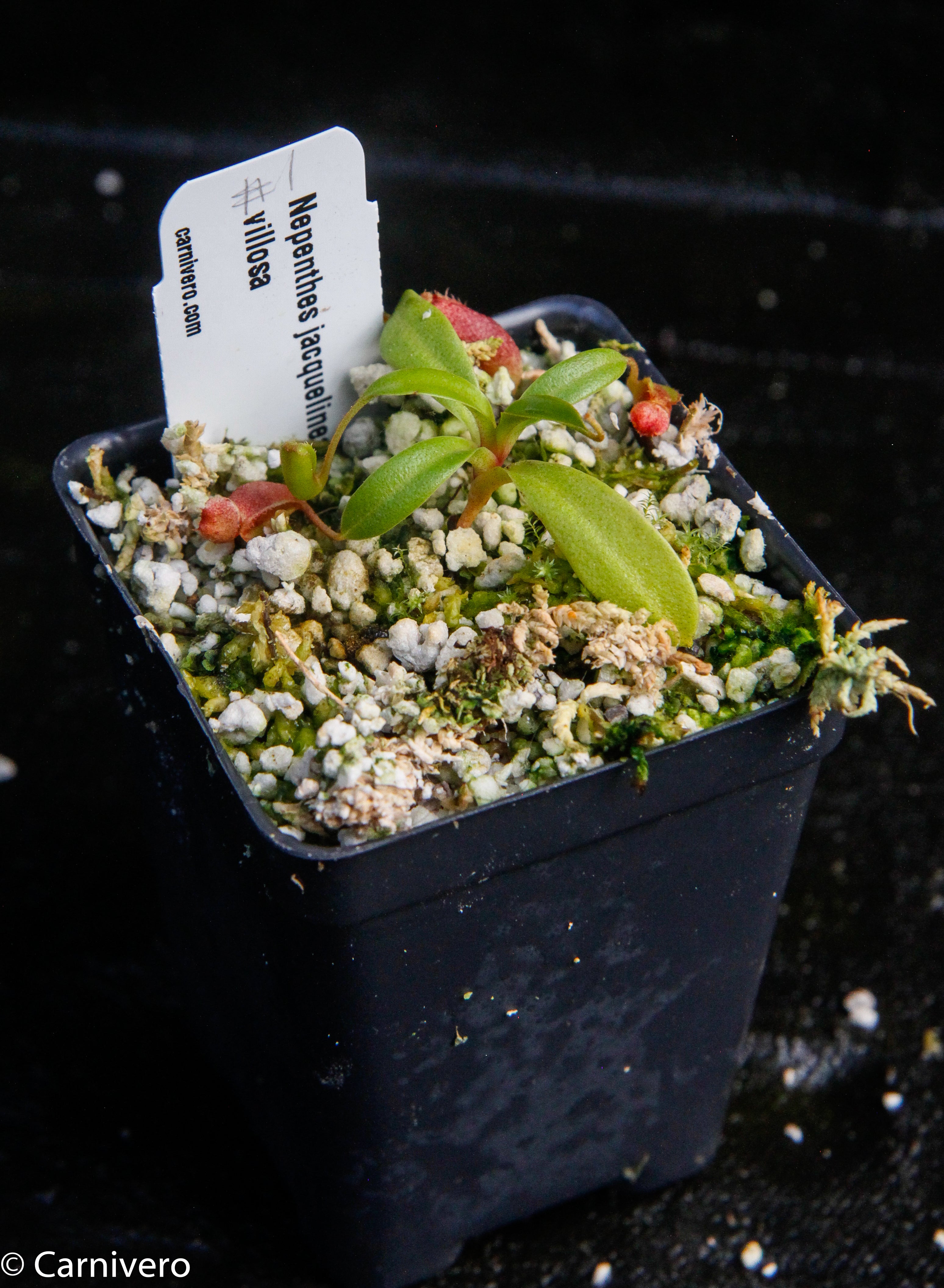 Nepenthes jacquelineae x villosa – Carnivero