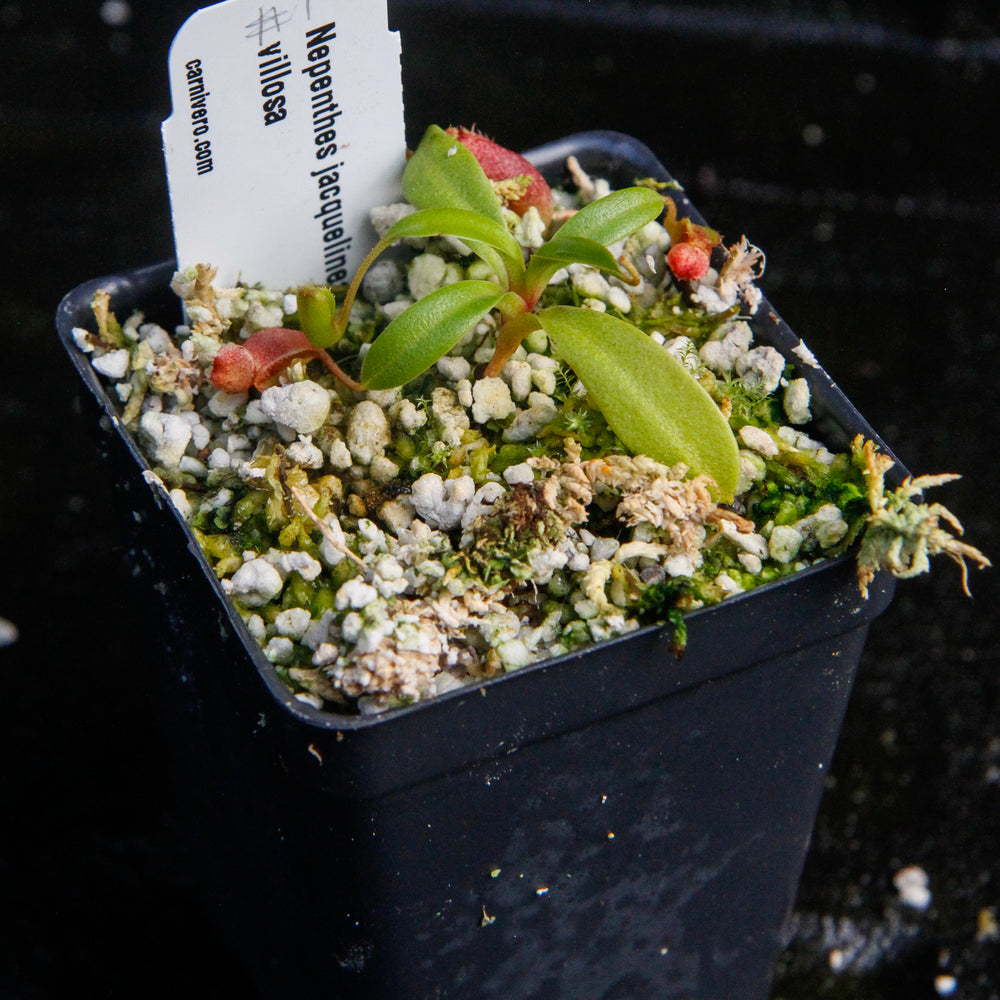 
                      
                        Nepenthes jacquelineae x villosa
                      
                    