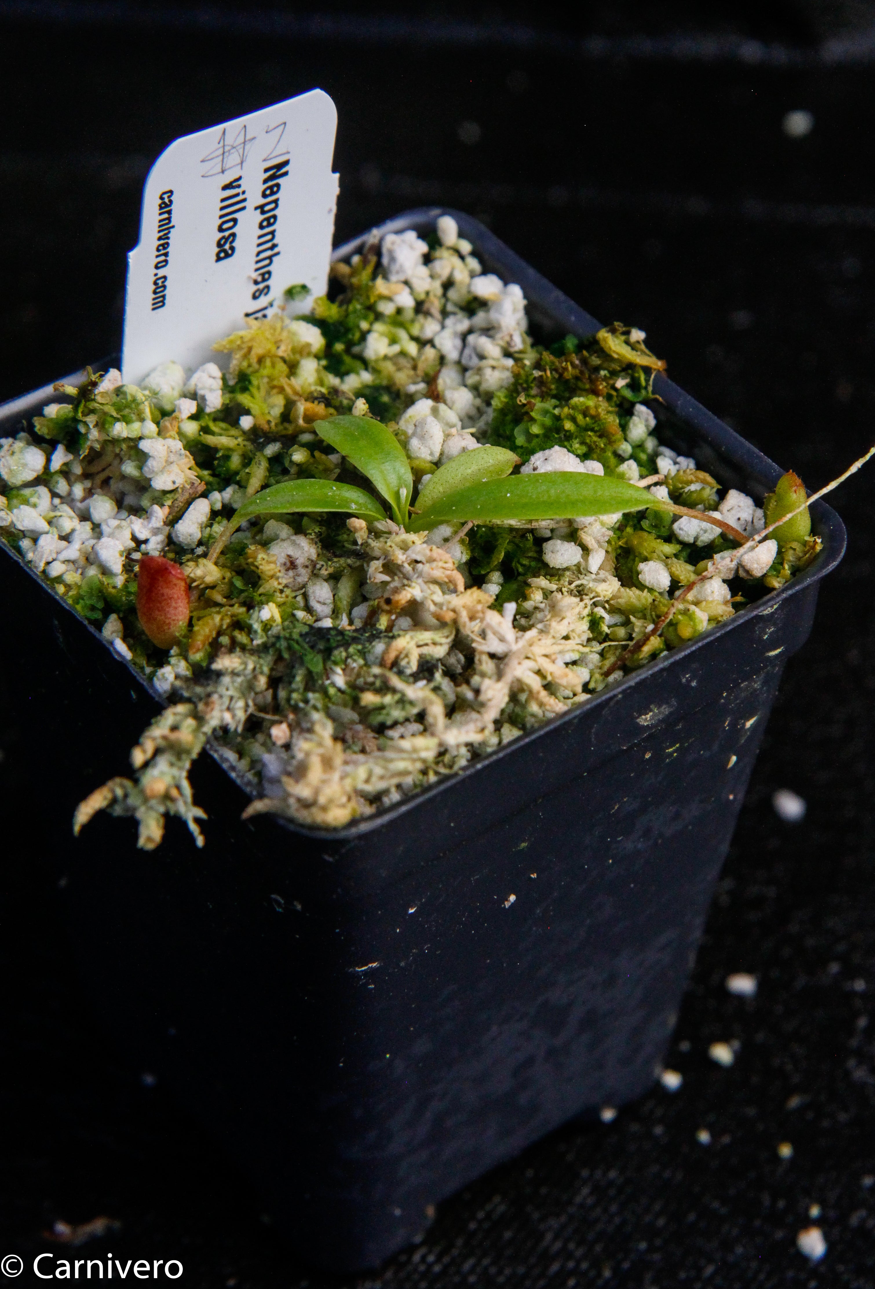 Nepenthes jacquelineae x villosa – Carnivero