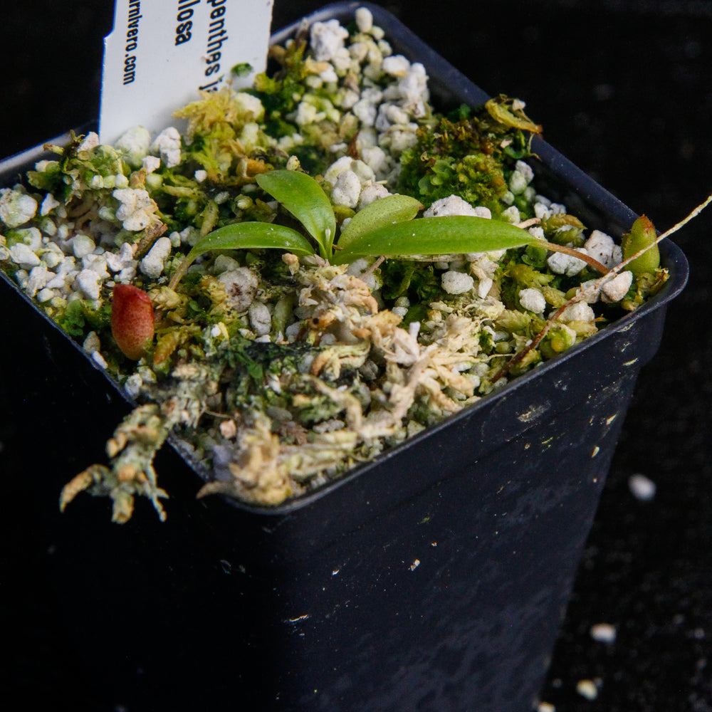 
                      
                        Nepenthes jacquelineae x villosa
                      
                    