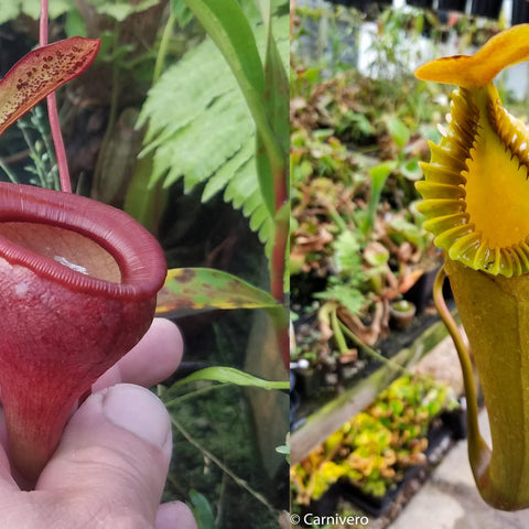 Split image of Nepenthes jamban x edwardsiana pitchers left a red bulbous pitcher and right a tall yellow green pitcher with ridged peristome.