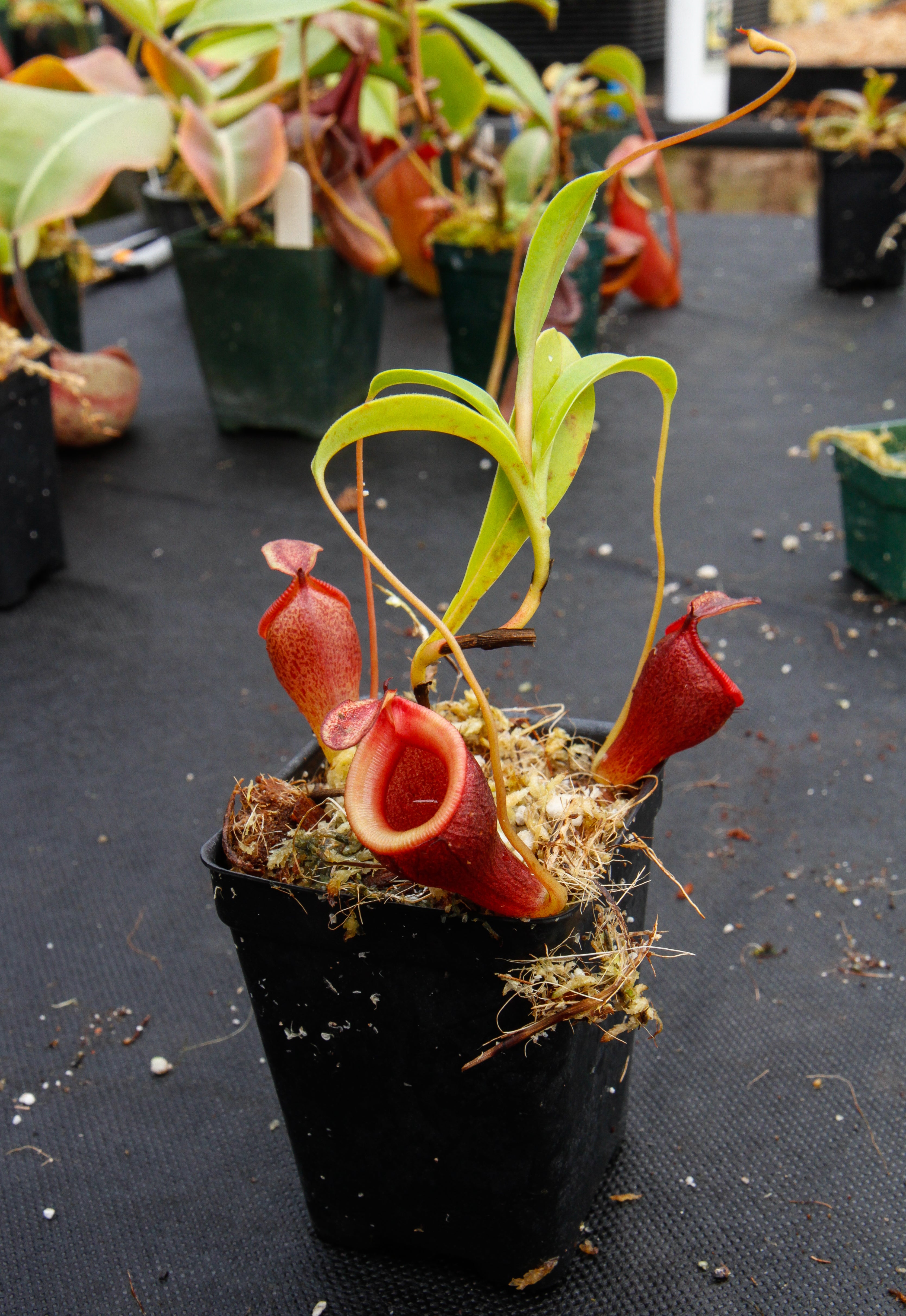 Nepenthes jamban, BE-3875 – Carnivero