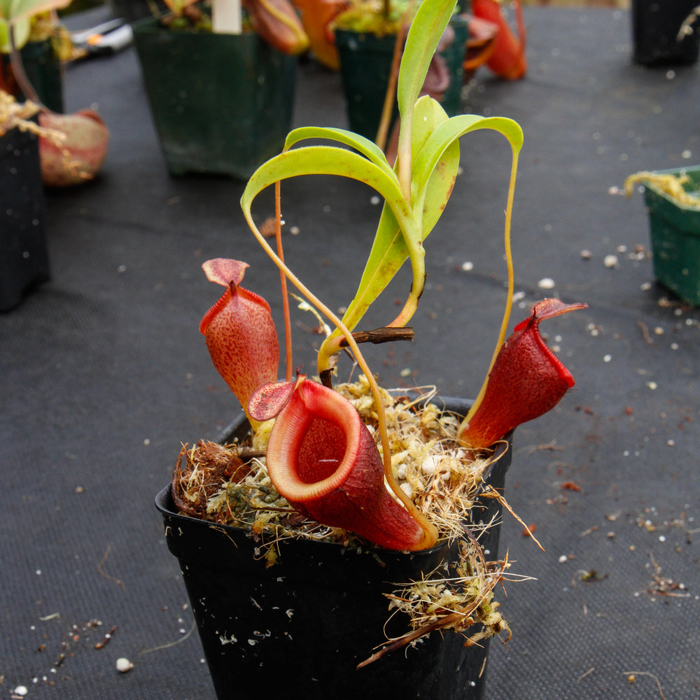 
                      
                        Nepenthes jamban, BE-3875
                      
                    