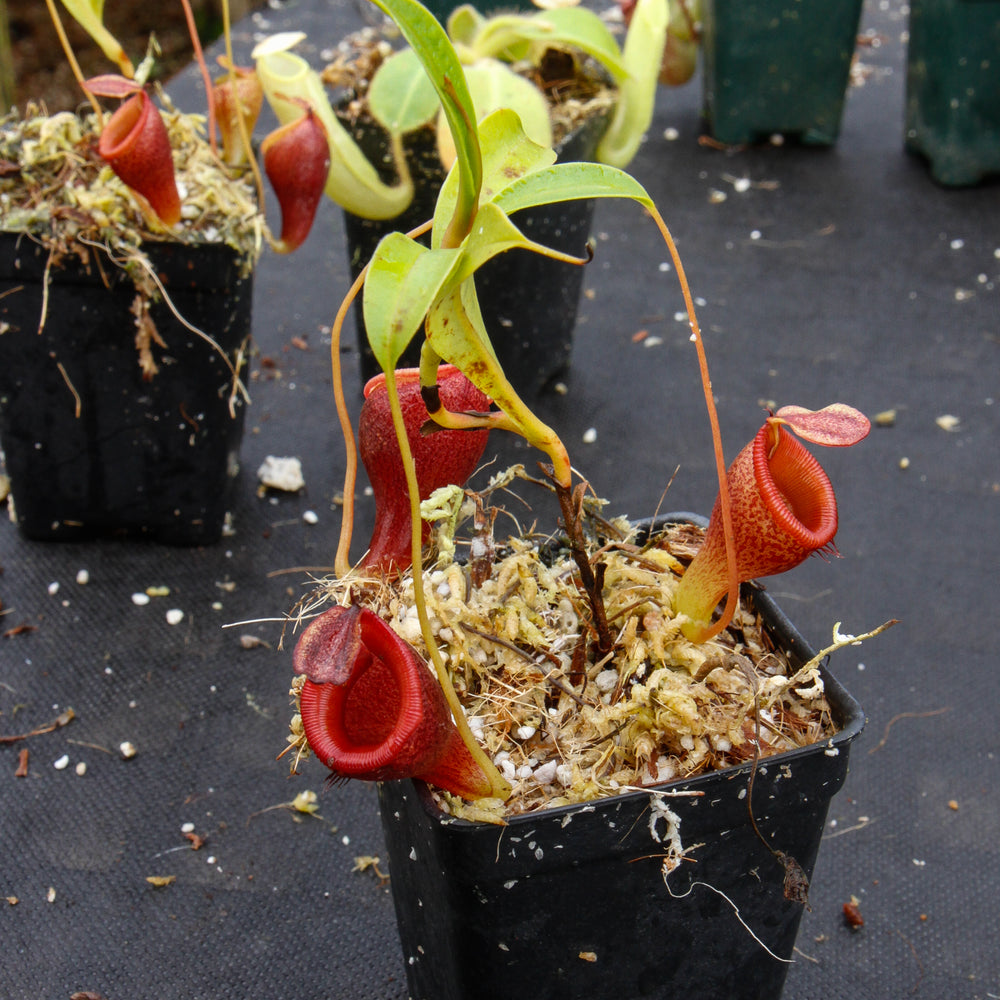 
                      
                        Nepenthes jamban, BE-3875
                      
                    