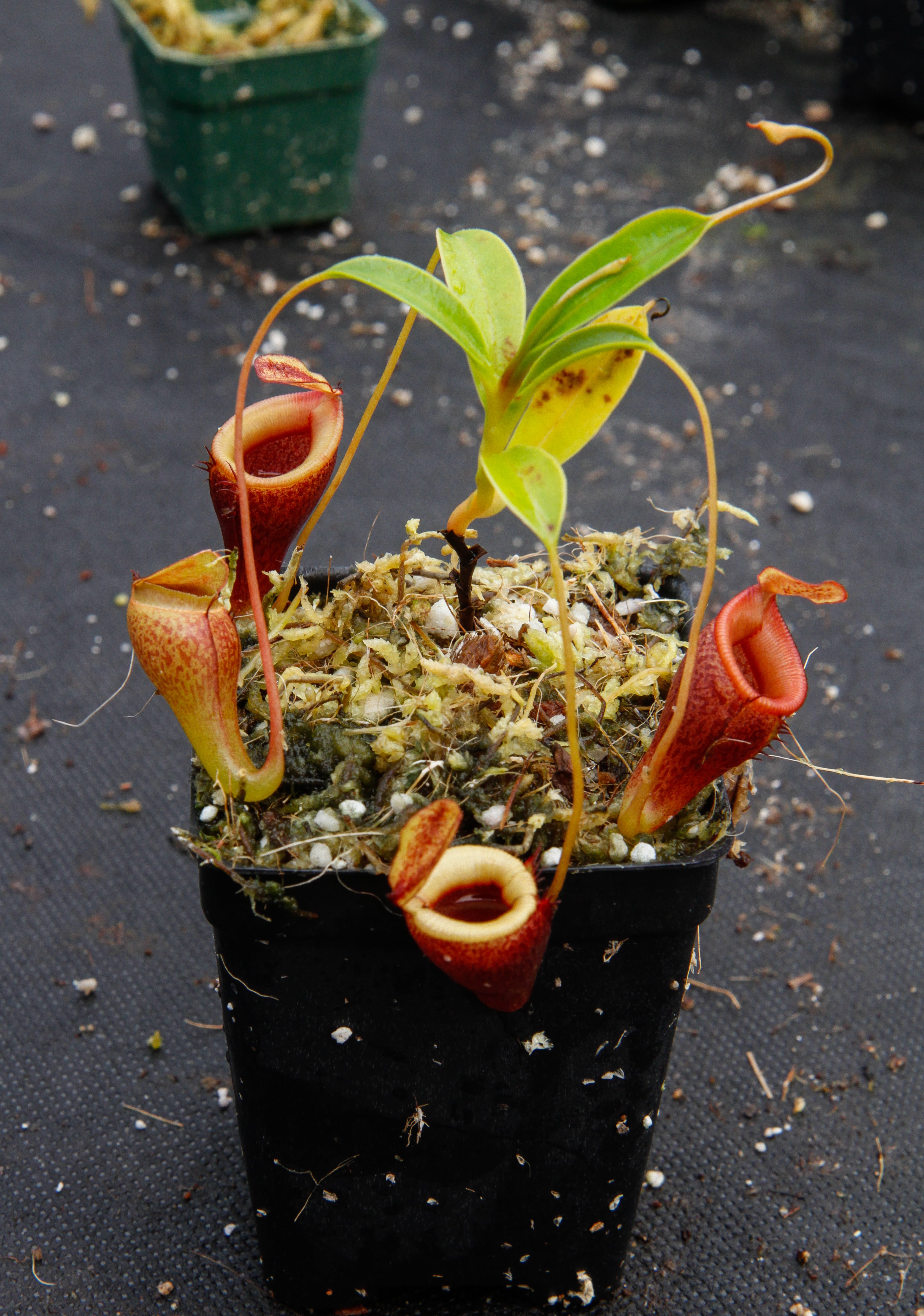Nepenthes jamban, BE-3875 – Carnivero