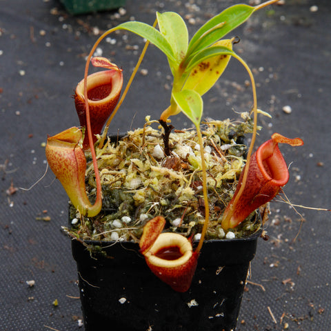 Nepenthes jamban BE-3875 with red tubular pitchers and green leaves in a black nursery pot.