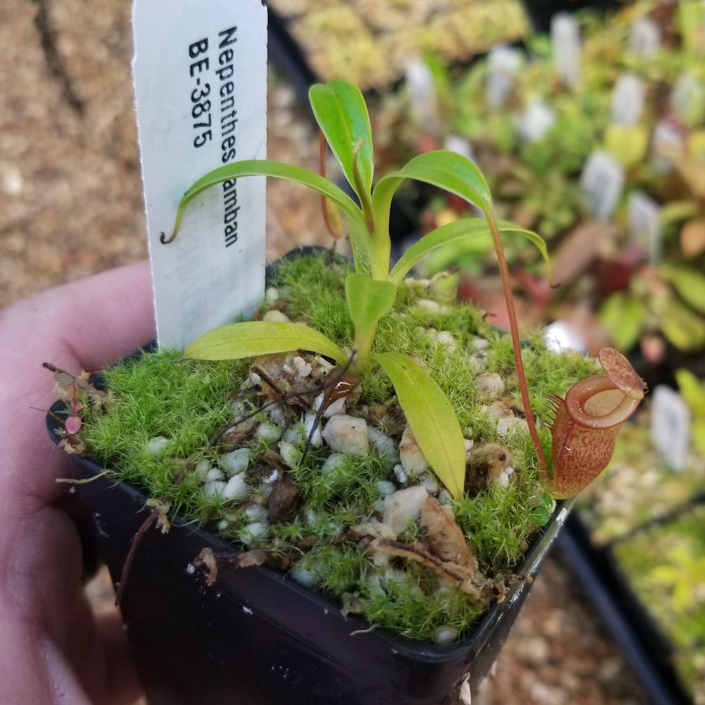 
                      
                        Nepenthes jamban, BE-3875
                      
                    