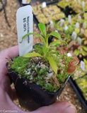 Nepenthes jamban