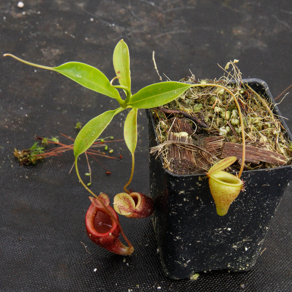 
                      
                        Nepenthes jamban, BE-3875
                      
                    