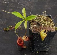 Nepenthes jamban