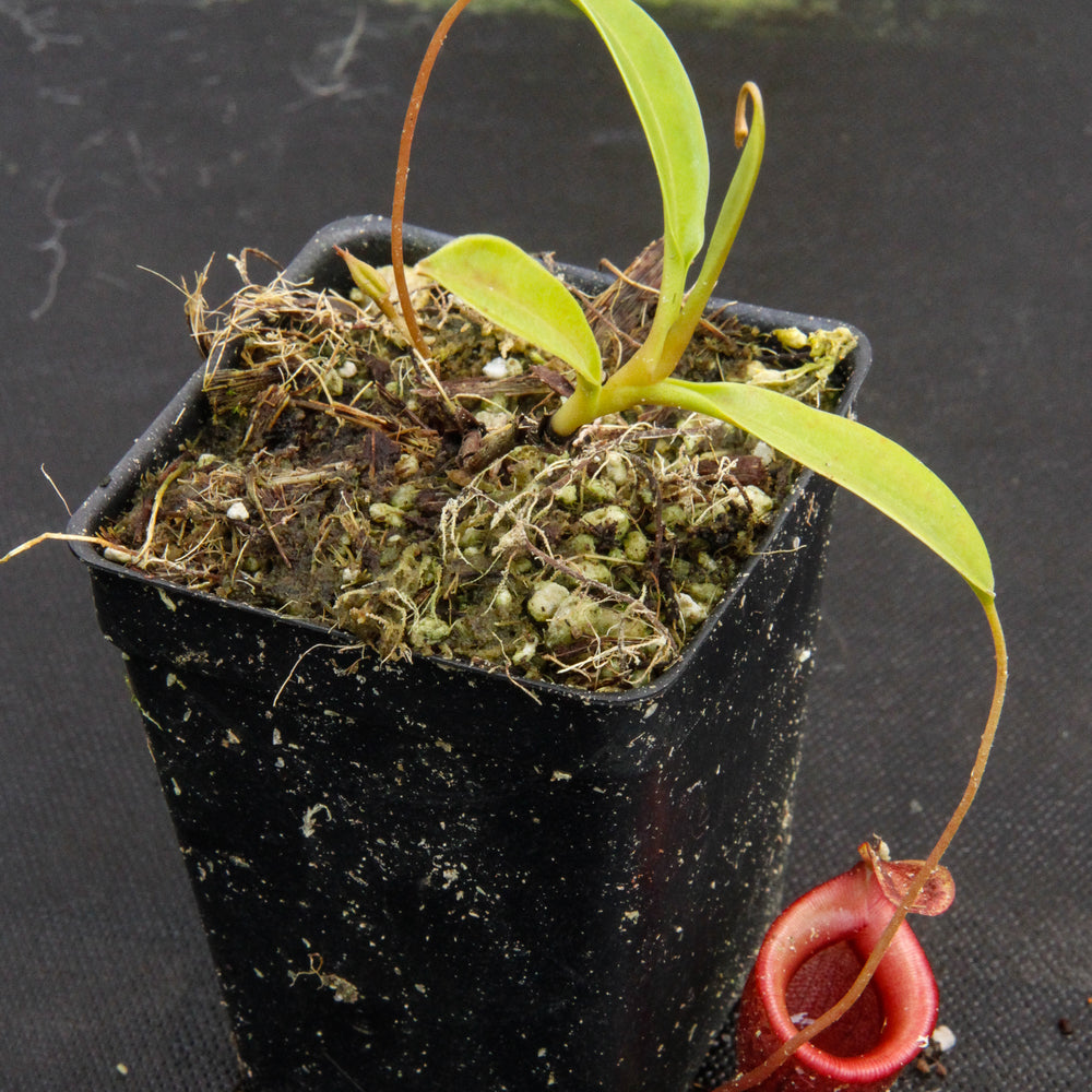 
                      
                        Nepenthes jamban, BE-3875
                      
                    