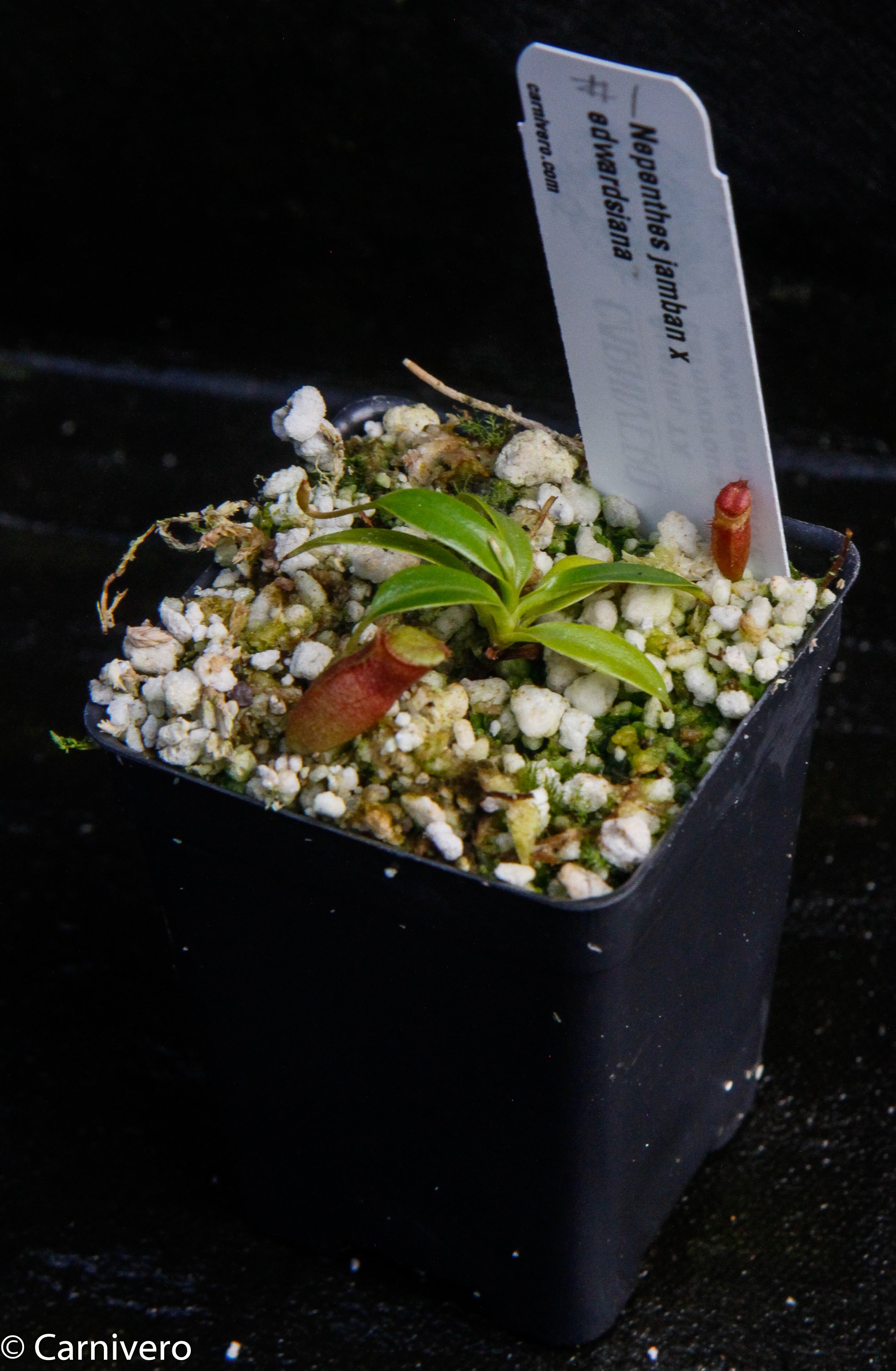 Nepenthes jamban x edwardsiana – Carnivero