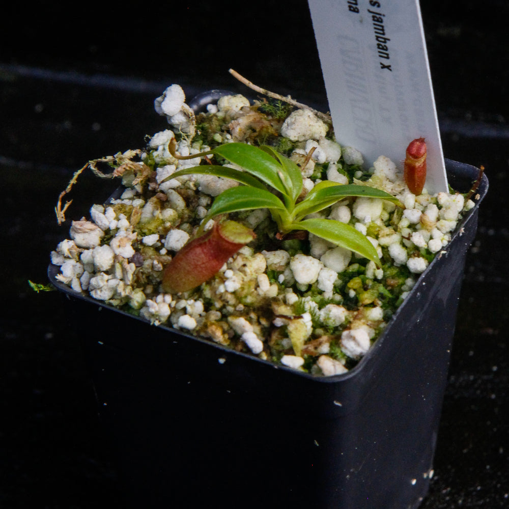 Nepenthes jamban x edwardsiana