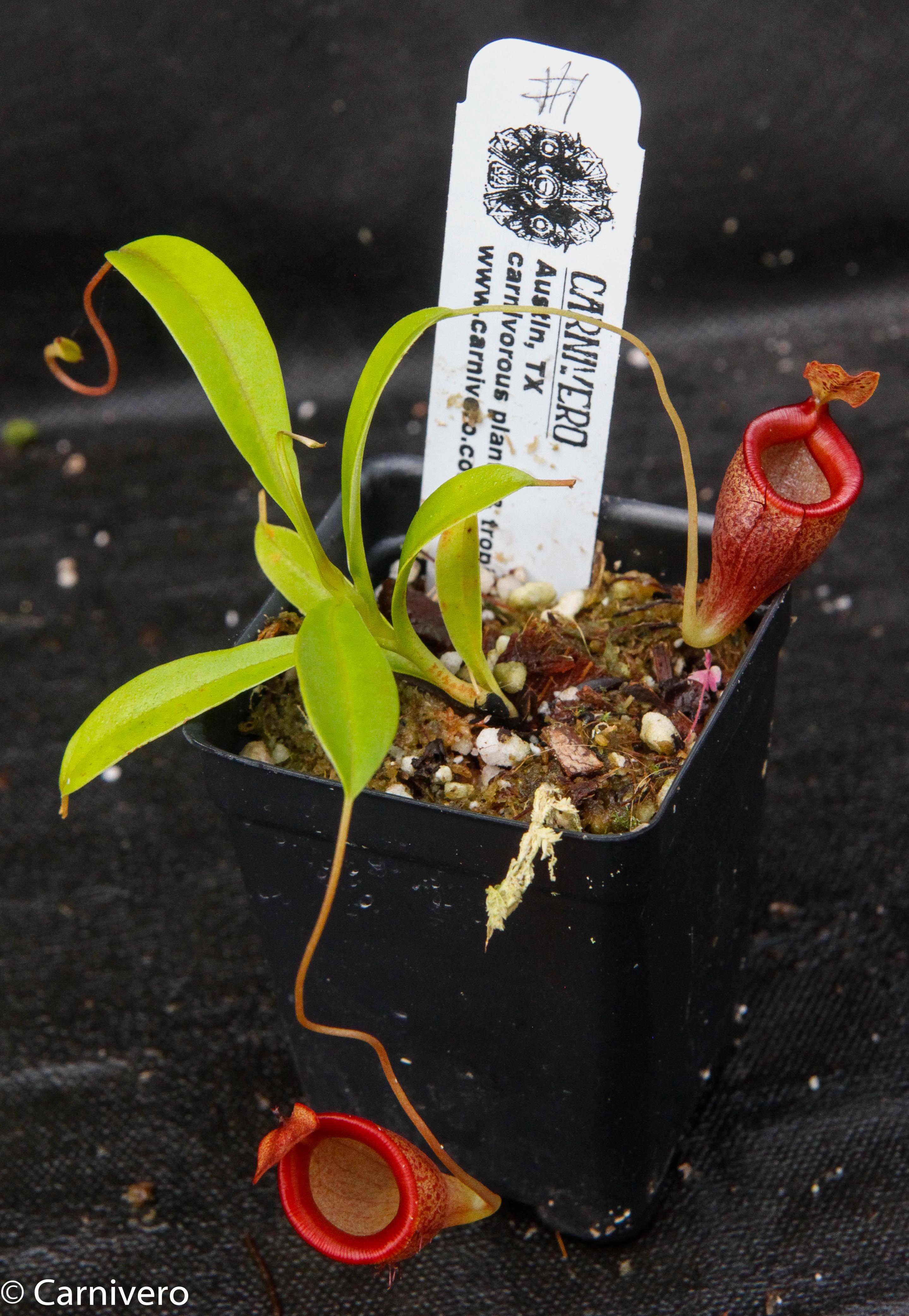 Nepenthes jamban, BE-3875 – Carnivero