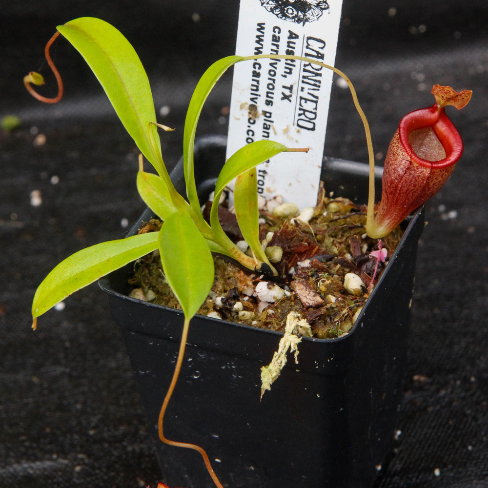 
                      
                        Nepenthes jamban, BE-3875
                      
                    