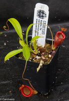 Nepenthes jamban