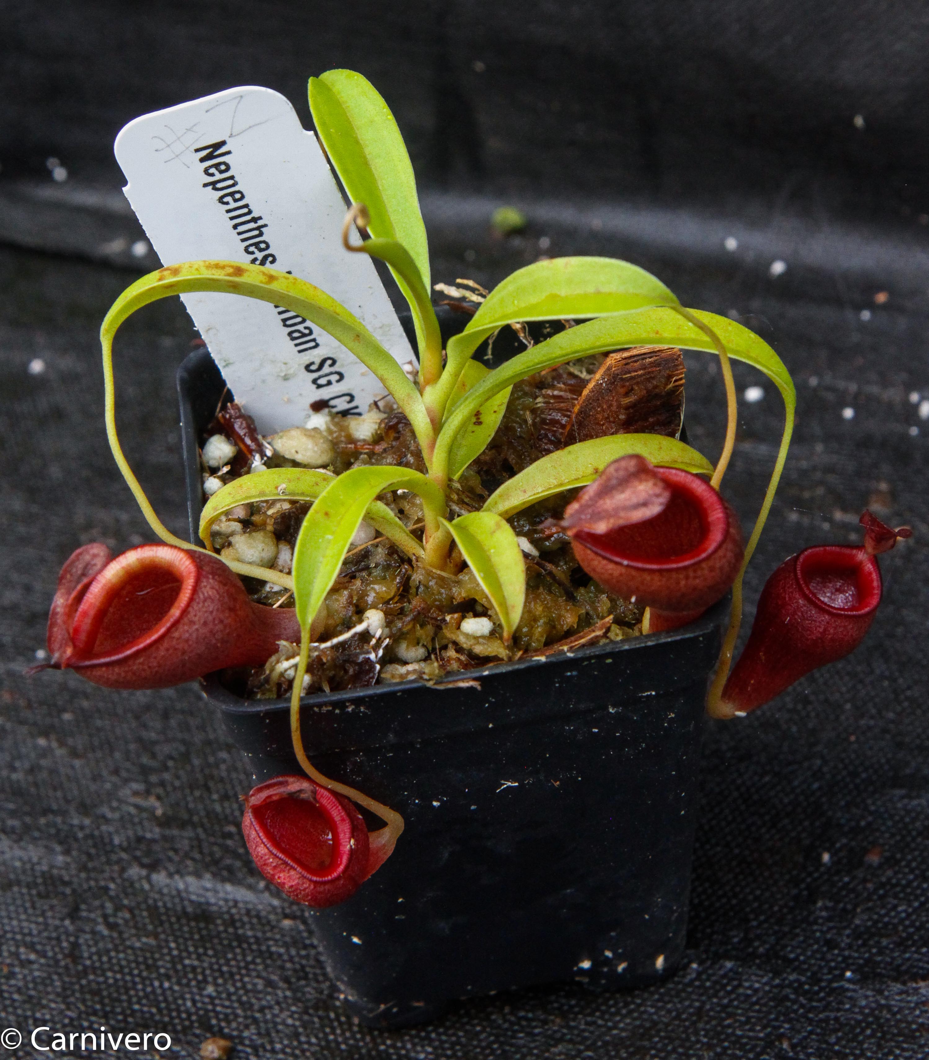 Nepenthes jamban, BE-3875 – Carnivero