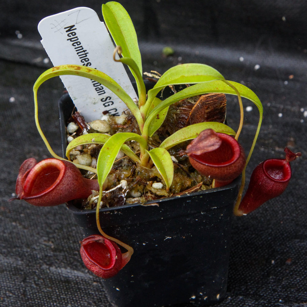 
                      
                        Nepenthes jamban, BE-3875
                      
                    