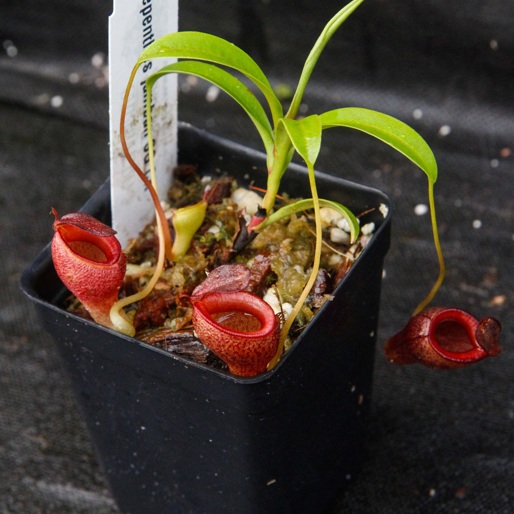 
                      
                        Nepenthes jamban, BE-3875
                      
                    