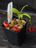 Nepenthes jamban