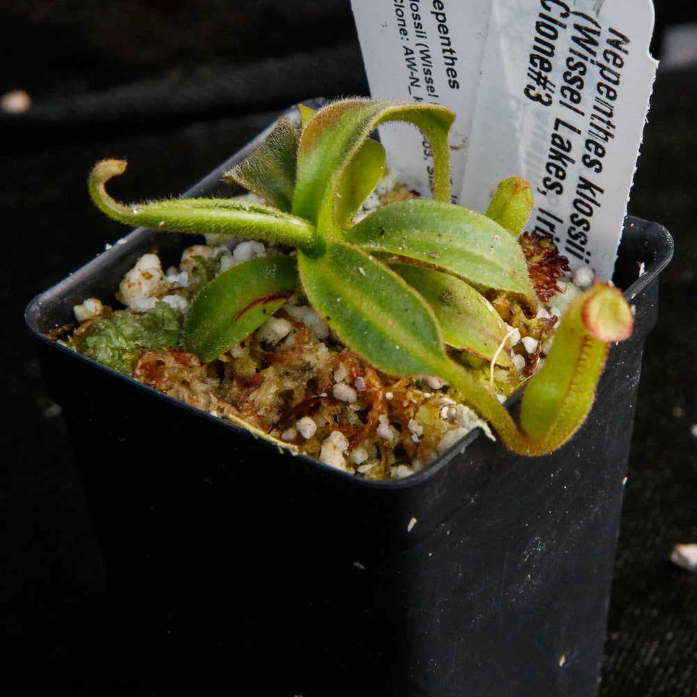 
                      
                        Nepenthes klossii, Wistuba
                      
                    