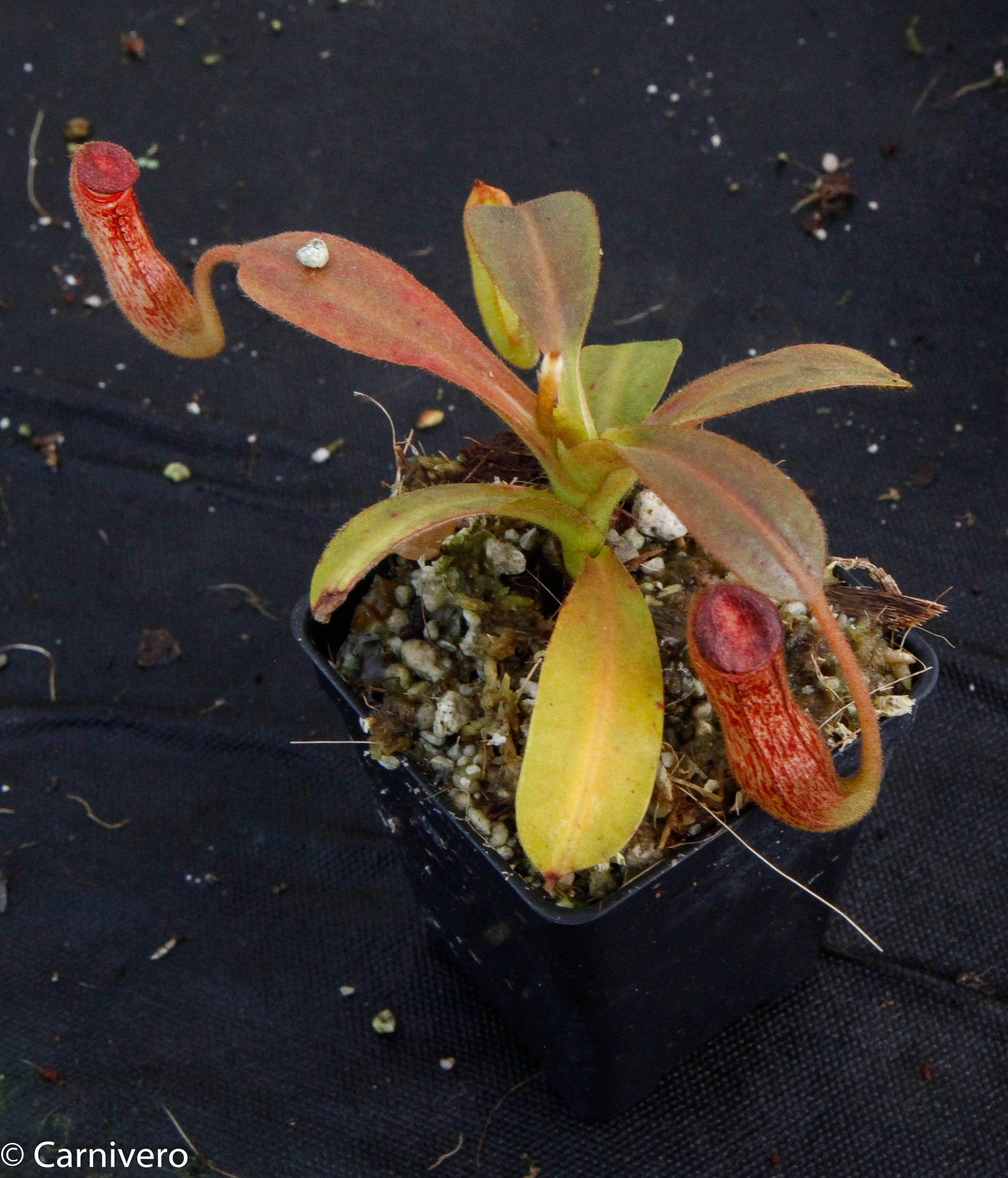 Nepenthes klossii, BE-3452 – Carnivero