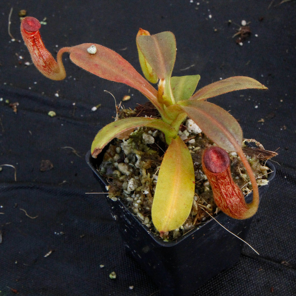 
                      
                        Nepenthes klossii, BE-3452
                      
                    