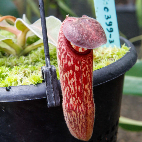 Nepenthes klossii Wistuba pitcher plant with tall red patterned pitcher and curved lid